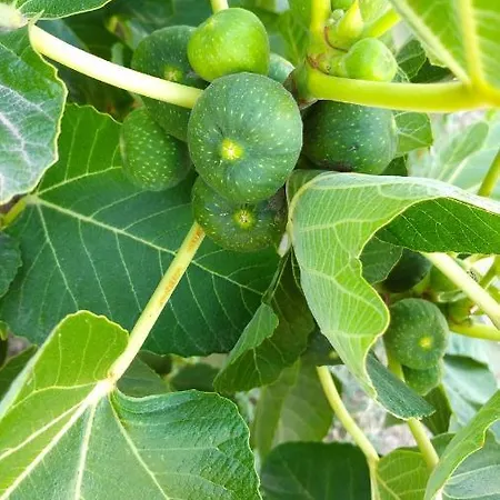 Gianpaolo Ospitale Bed and Breakfast Scorrano (Apulia)